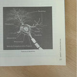 Como Ajudar seu Filho a Organizar Sua Desordem Mental | Dra. Carolina Leaf